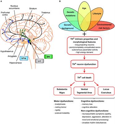 Unifying Hypothesis of Dopamine Neuron Loss in Neurodegenerative Diseases: Focusing on Alzheimer's Disease